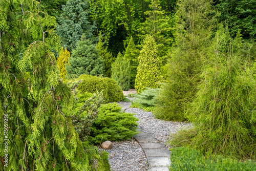 Park area with thujas and decorative trees  path between thujas and fir trees  decorative spruce  stone path made of decorative tiles in the garden  landscape design