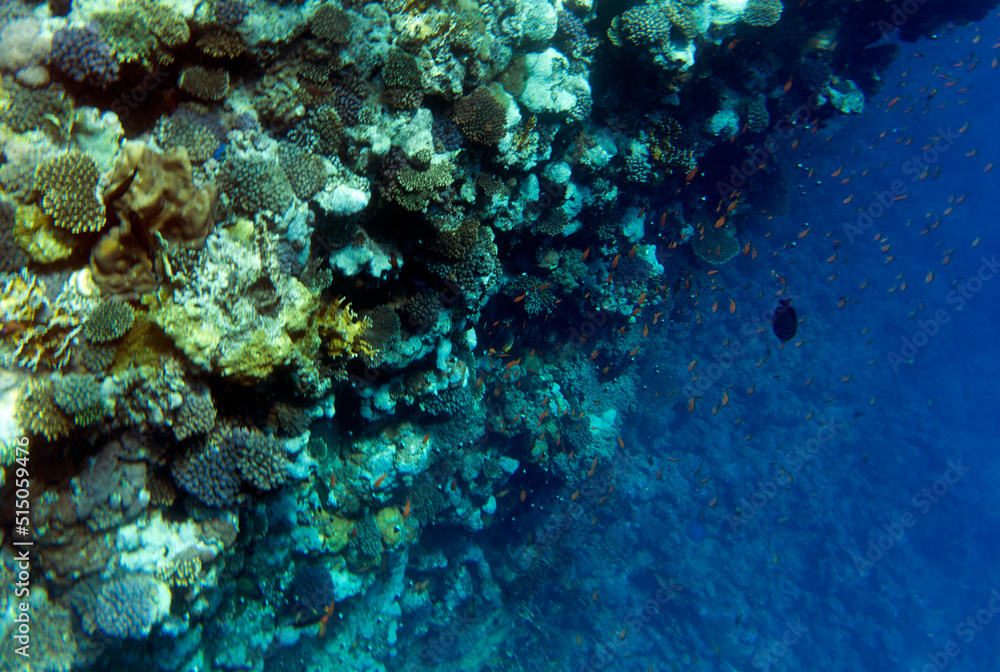Fototapeta premium View of coral reef in Sharm El Sheik