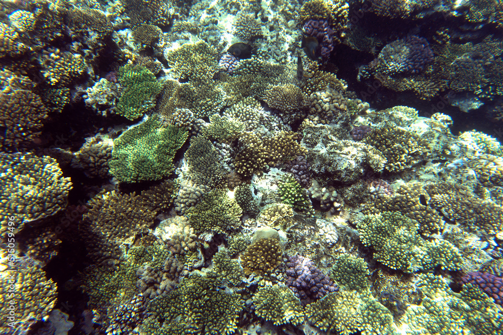 View of coral reef in Sharm El Sheik View of coral reef in Sharm El Sheik