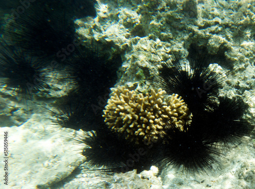 Wallpaper Mural View of coral reef in Sharm El Sheik Torontodigital.ca