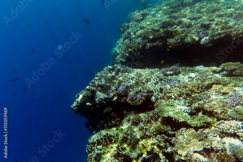Fototapeta Naklejka Na Ścianę i Meble -  View of coral reef in Sharm El Sheik