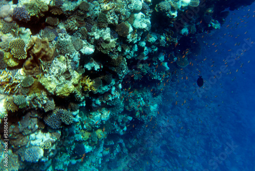 View of coral reef in Sharm El Sheik © mauriziobiso