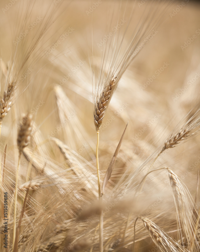 Ripe ears of wheat in the field, natural background. Ripe ears of wheat in the field, natural background.