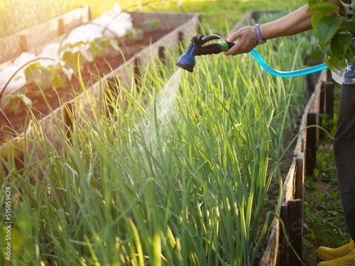 Watering vegetables in the garden with a watering hose, vegetable garden. Gardening concept