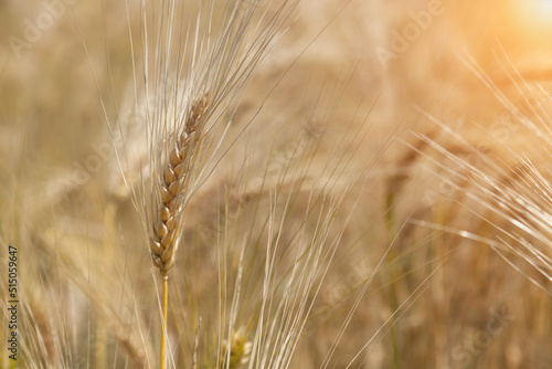 Ripe ears of wheat in the field  natural background.