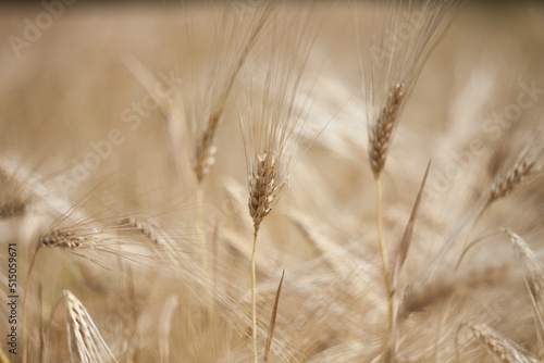 Ripe ears of wheat in the field  natural background.