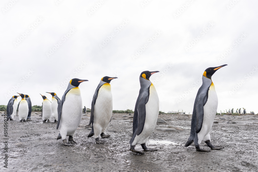 Antarktisreise - Gruppe von Königspinguinen (APTENODYTES PATAGONICUS) läuft auf Süd Georgien ganz nah am Beobachter vorbei - obrazy, fototapety, plakaty 