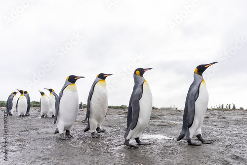 Antarktisreise - Gruppe von Königspinguinen (APTENODYTES PATAGONICUS) läuft auf Süd Georgien ganz nah am Beobachter vorbei