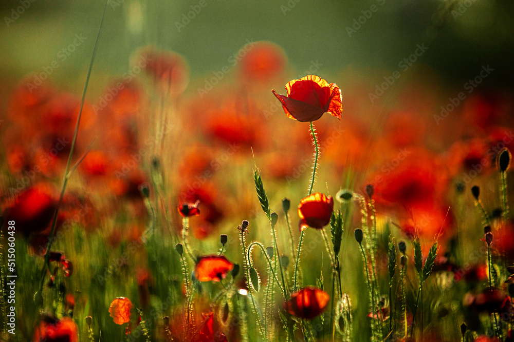 Fototapeta premium poppy field