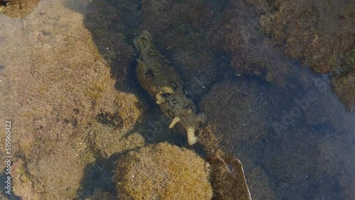 4k 60 fps video of an atlantic cow of sea, Aplysia dactylomela, in a puddle of Tenerife coast