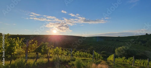 Extra wide panoramic shot of a summer vineyard shot at sunset © Nikita