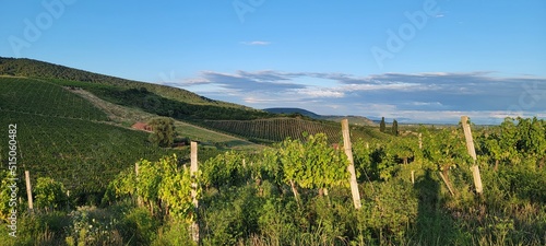 Large vineyards of the Rias Baixas region in Pontevedra, Galicia, Spain. The vines of this plantation produce 