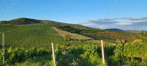 Large vineyards of the Rias Baixas region in Pontevedra, Galicia, Spain. The vines of this plantation produce 