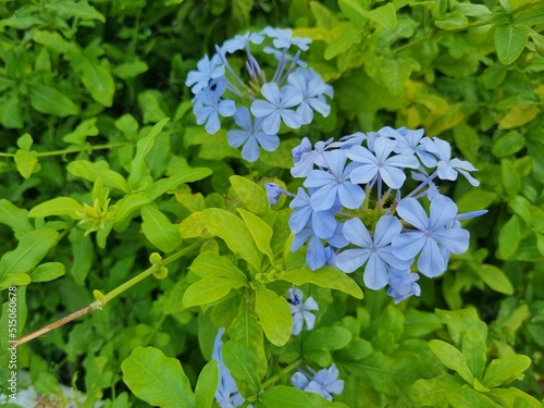 Plumbago auriculata, the cape leadwort, blue plumbago or Cape plumbago, is a species of flowering plant in the family Plumbaginaceae photo