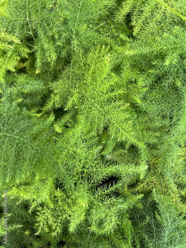 Green fresh asparagus fern grass leaves macro bright nature wallpaper Green fresh asparagus fern grass leaves macro bright nature wallpaper