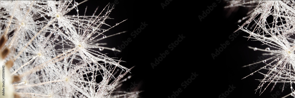 Dandelion seeds on a black background. Close-up. Soft focus. Banner Dandelion seeds on a black background. Close-up. Soft focus. Banner