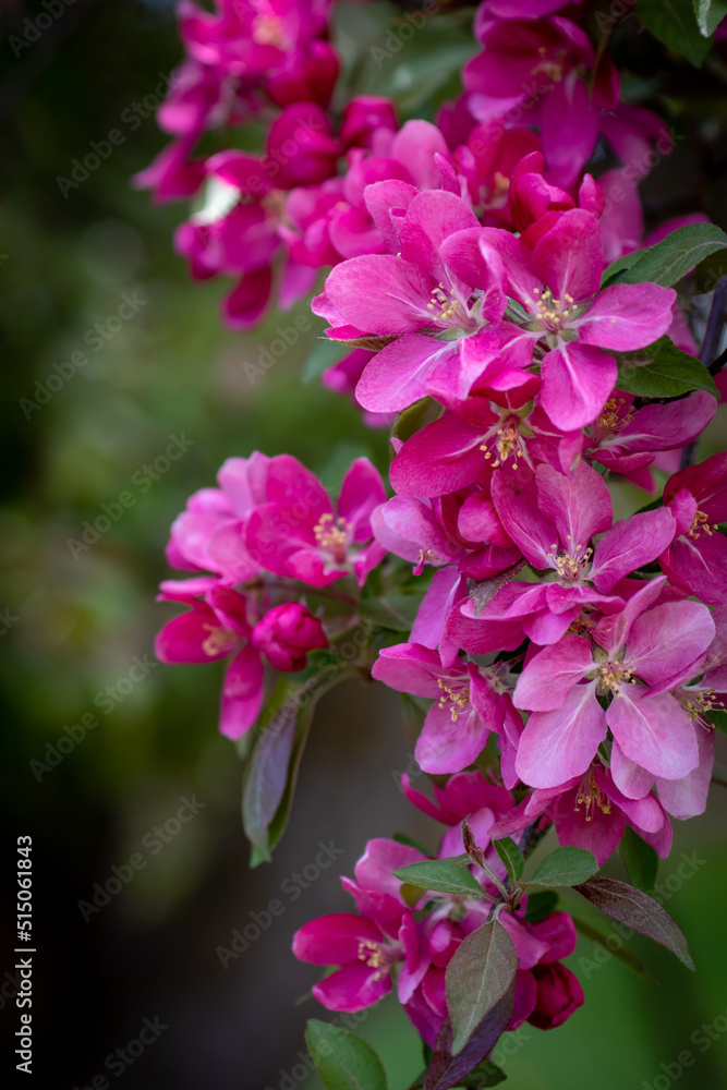 closeup pink crabapple branches 5