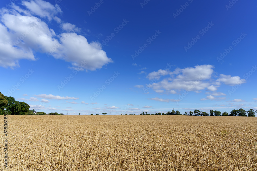Champ de blé et ciel bleu
