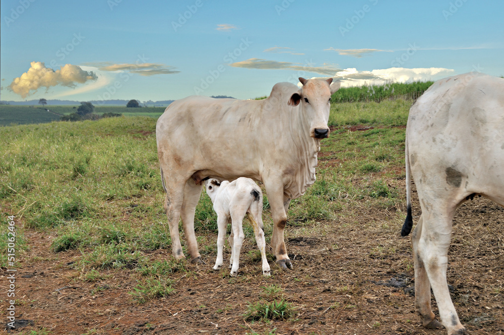 Vaca Zebu com bezerro mamando no campo