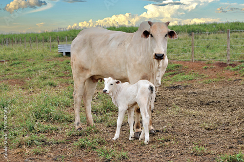 Vaca Zebu com bezerro no campo