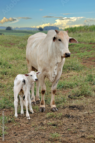 Vaca Zebu com bezerro no campo
