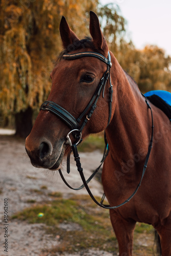 The muzzle of a horse against the backdrop of an autumn landscape © Ирина Санжаровская