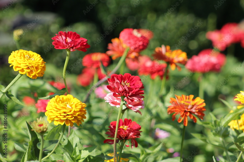 Bright Red, Yellow, and Orange Flowers in Garden Bright Red, Yellow, and Orange Flowers in Garden