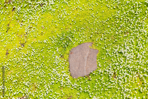 scattering of Petite snow white flower of Bryozoan subulate, Heath pearlwort lawn or Sagina subulata