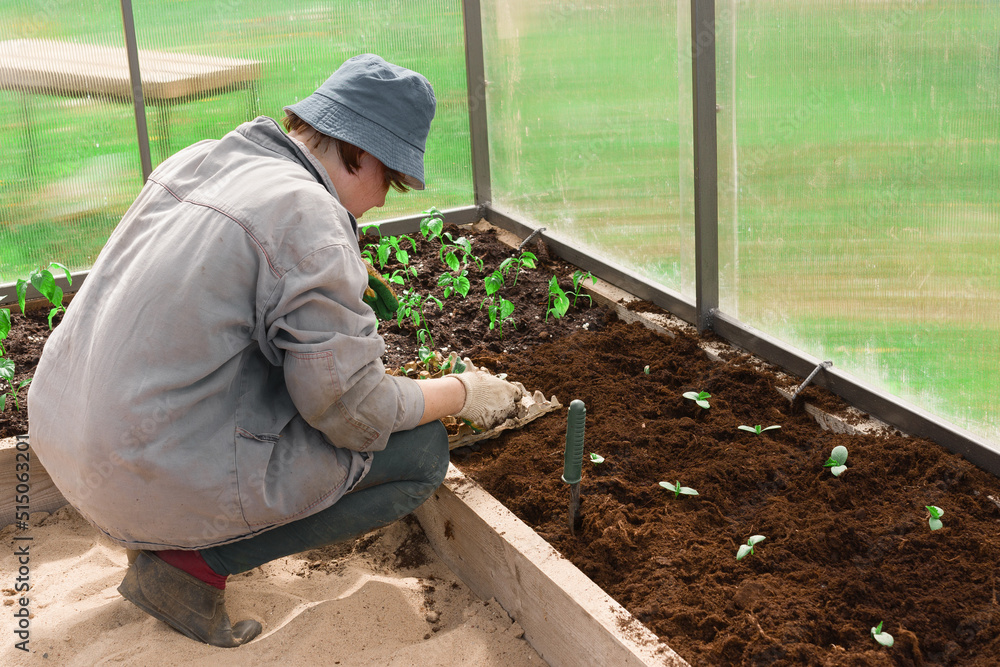farmer planting young seedlings in a greenhouse in spring