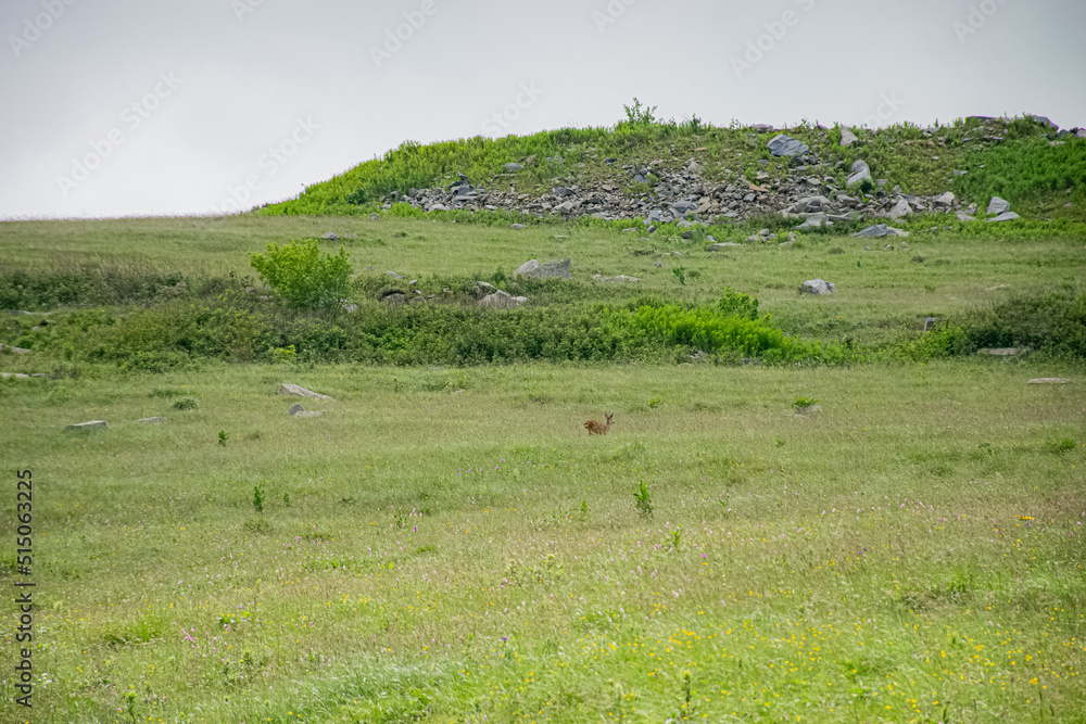 Obraz premium big deer in the meadow 