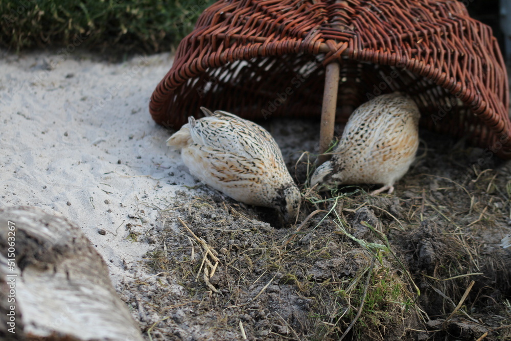 Obraz premium Laying quail like the life, it gives healthy eggs