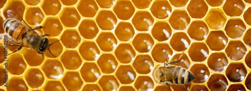 bees on honeycomb, abstract natural background or texture. © maykal