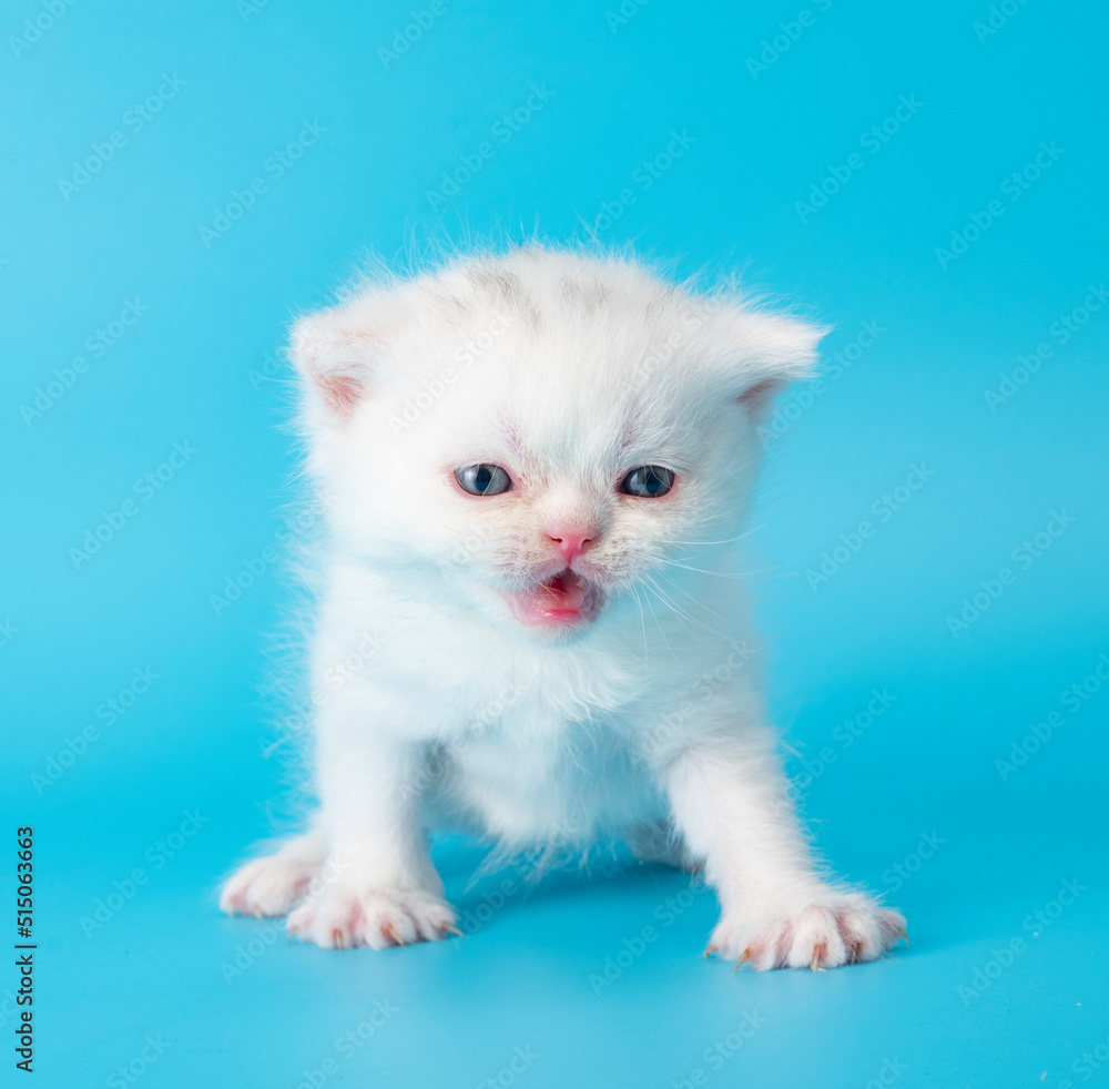 cute exotic cat kitten studio portrait cute exotic cat kitten studio portrait