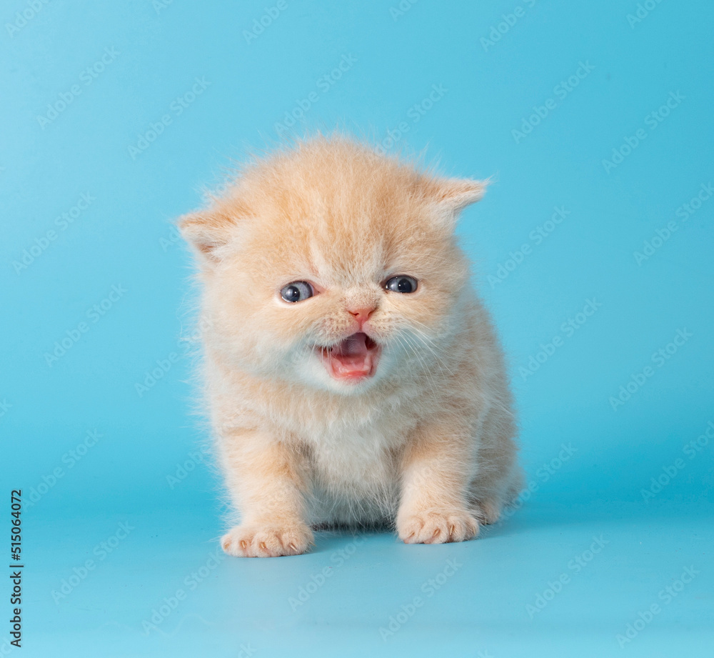 cute exotic cat kitten studio portrait