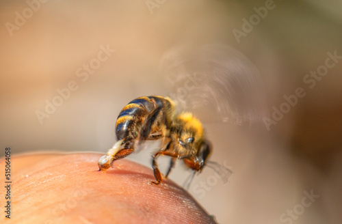 A bee at the moment of its sting.