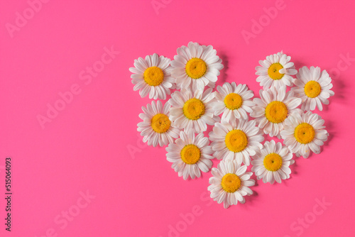 White daisies chamomile flowers in heart form isolated on crimson pink background. Trendy colors for summer concept.