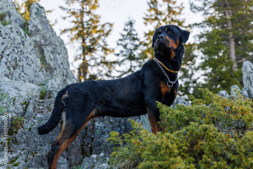 Dog of Rottweiler breed stands on ledge of mountain with vegetation and forest against backdrop of sky