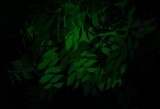 Dark Green vector doodle pattern with leaves.