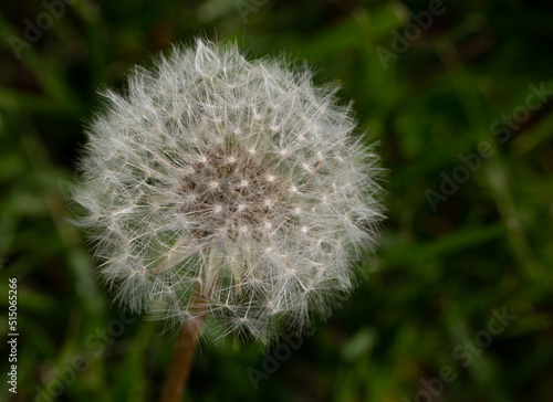 fuzzy dandelion ready to blow away