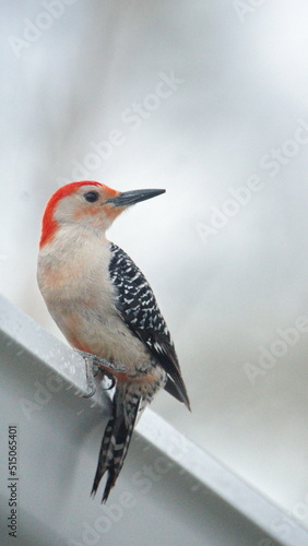 Red-bellied woodpecker (Melanerpes carolinus) perched on a gutter in a backyard in Panama City, Florida, USA