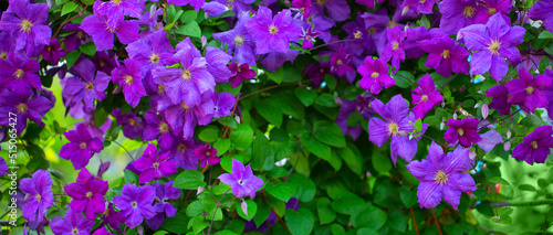 Purple purple clematis flowers. Abstract natural background. photo