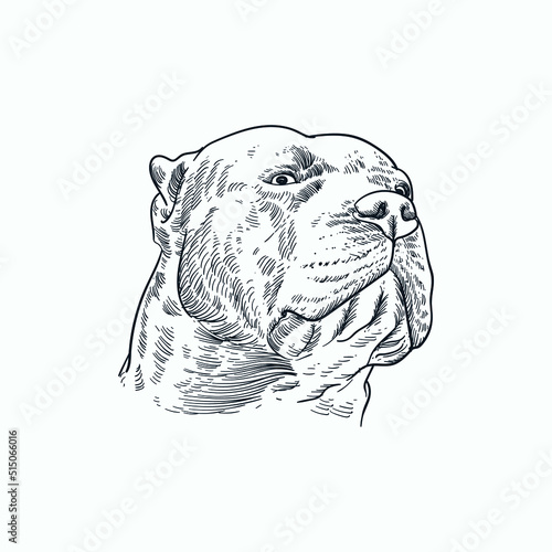 Vintage hand drawn sketch XL American Bully