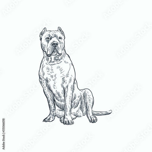 Vintage hand drawn sketch XL American Bully
