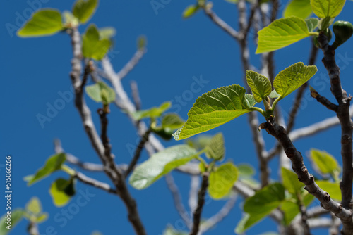 Close up of branches of a fig tree in spring. The green leaves are still small. The background is blue.