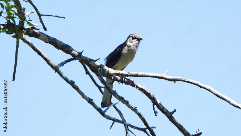 Northern mockingbird (Mimus polyglottos) perched in a tree in a backyard in Panama City, Florida, USA Northern mockingbird (Mimus polyglottos) perched in a tree in a backyard in Panama City, Florida, USA