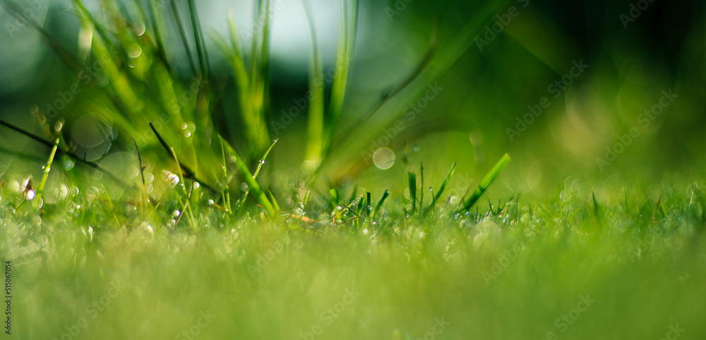 Tropical Grass and Dew with Bokeh Effect
