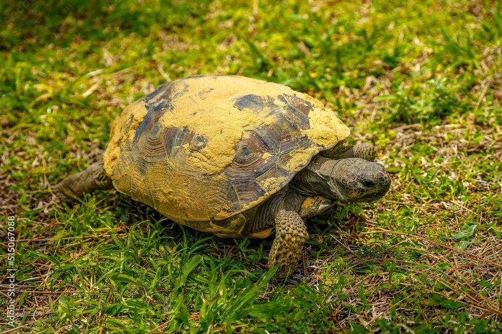 Endangered Gopher Tortoise on Grass in Florida Endangered Gopher Tortoise on Grass in Florida