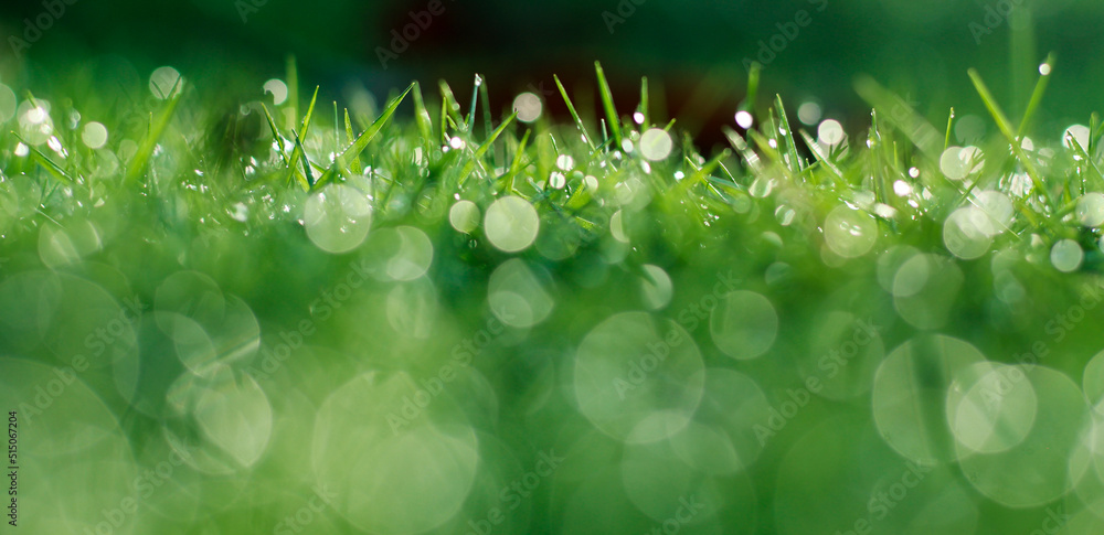 Tropical Grass and Dew with Bokeh Effect Tropical Grass and Dew with Bokeh Effect
