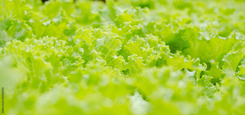 Green Lettuce or Lactuca sativa with Bokeh Effect Green Lettuce or Lactuca sativa with Bokeh Effect