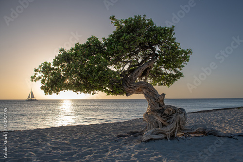 Fofoti Tree on Beach at Sunset, Eagle Beach, Aruba